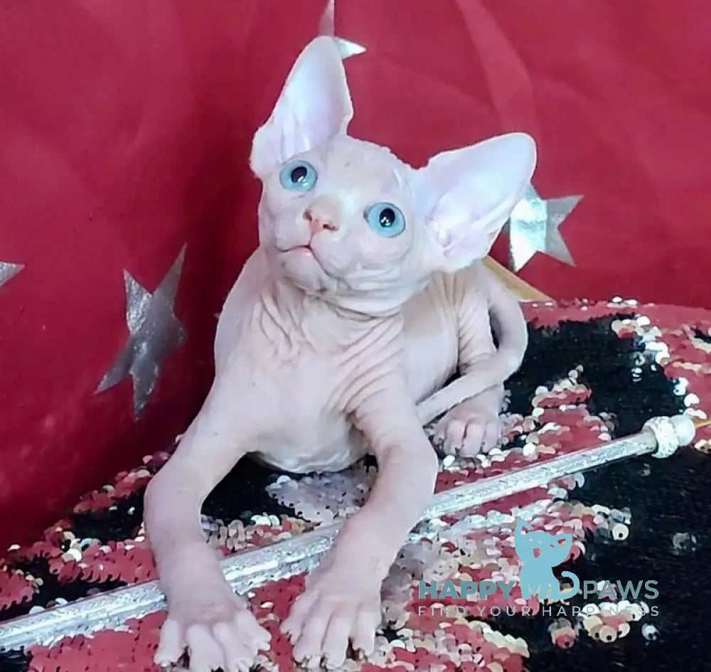 Olivia Canadian Sphynx Female White Live Animals