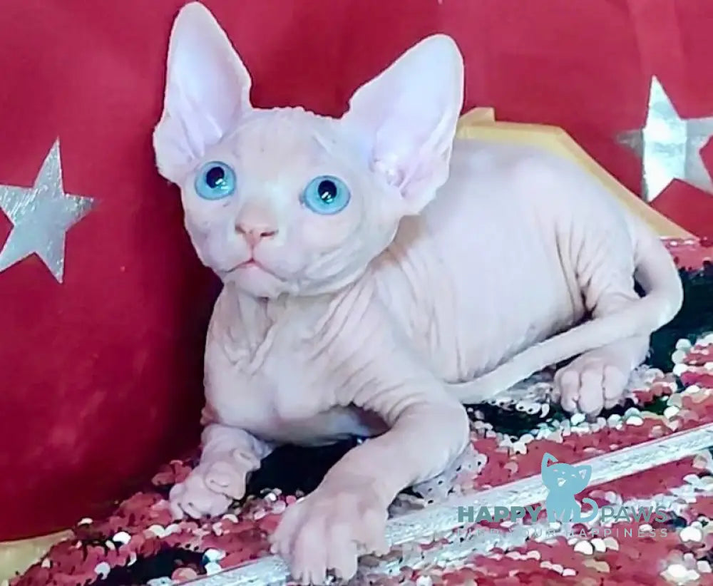 Olivia Canadian Sphynx Female White Live Animals