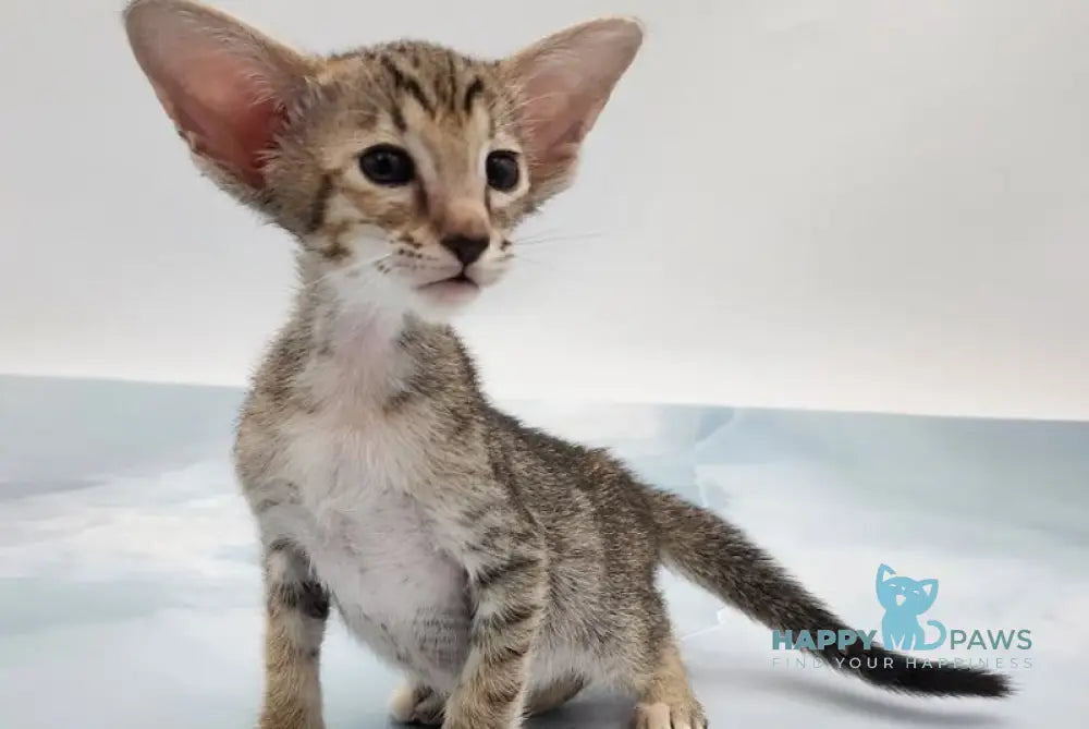 Olivia Oriental Shorthair Female Black Tortie Spotted Tabby Live Animals