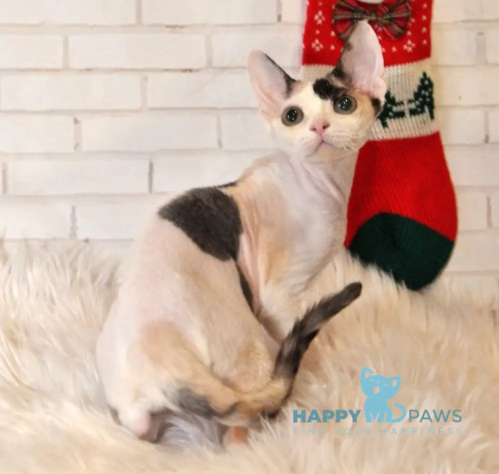 Olivka Devon Rex Female Black Tortie Bicolour Live Animals