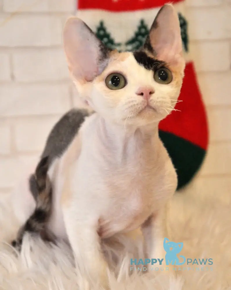 Olivka Devon Rex Female Black Tortie Bicolour Live Animals