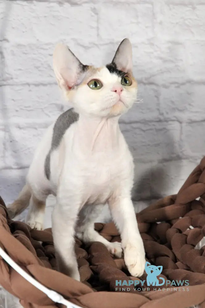 Olivka Devon Rex Female Black Tortie Bicolour Live Animals