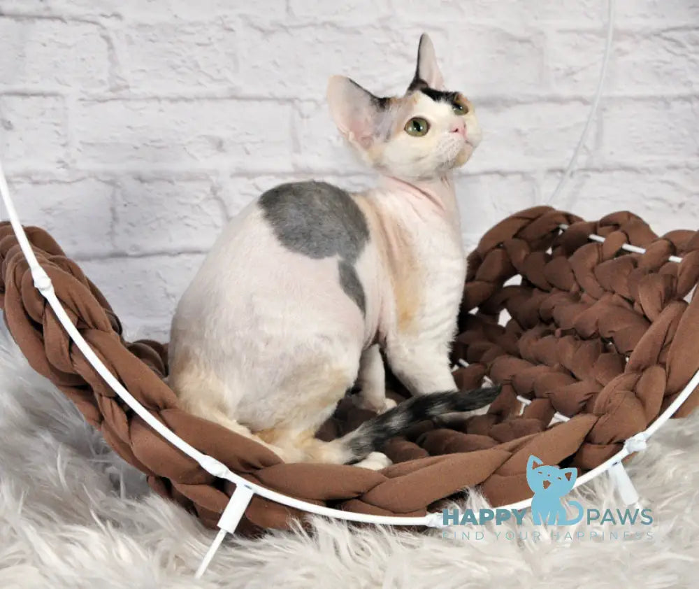 Olivka Devon Rex Female Black Tortie Bicolour Live Animals