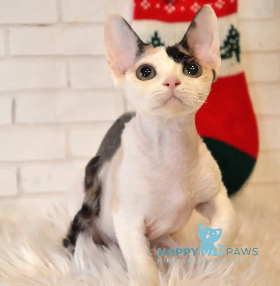 Olivka Devon Rex Female Black Tortie Bicolour Live Animals