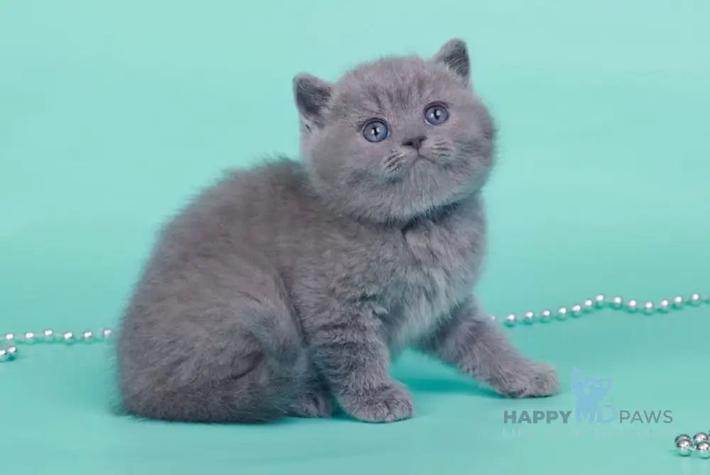 Onika British Shorthair female blue live animals