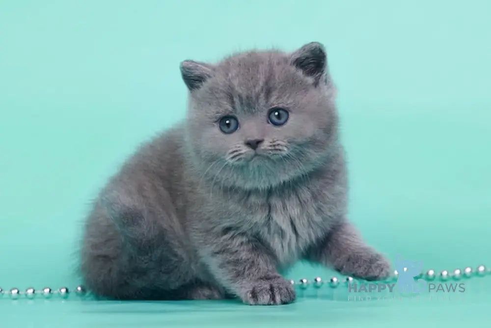 Onika British Shorthair female blue live animals