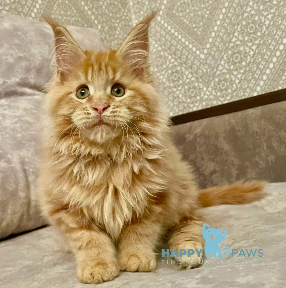 Onika Maine Coon Female Red Tabby Live Animals