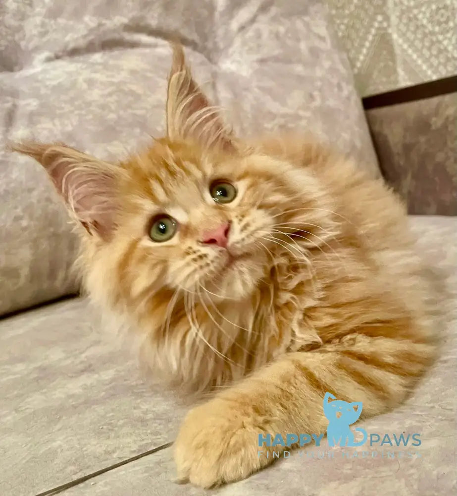 Onika Maine Coon Female Red Tabby Live Animals