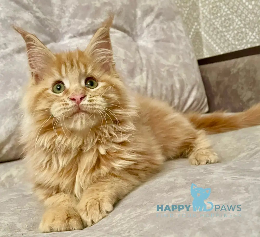 Onika Maine Coon Female Red Tabby Live Animals