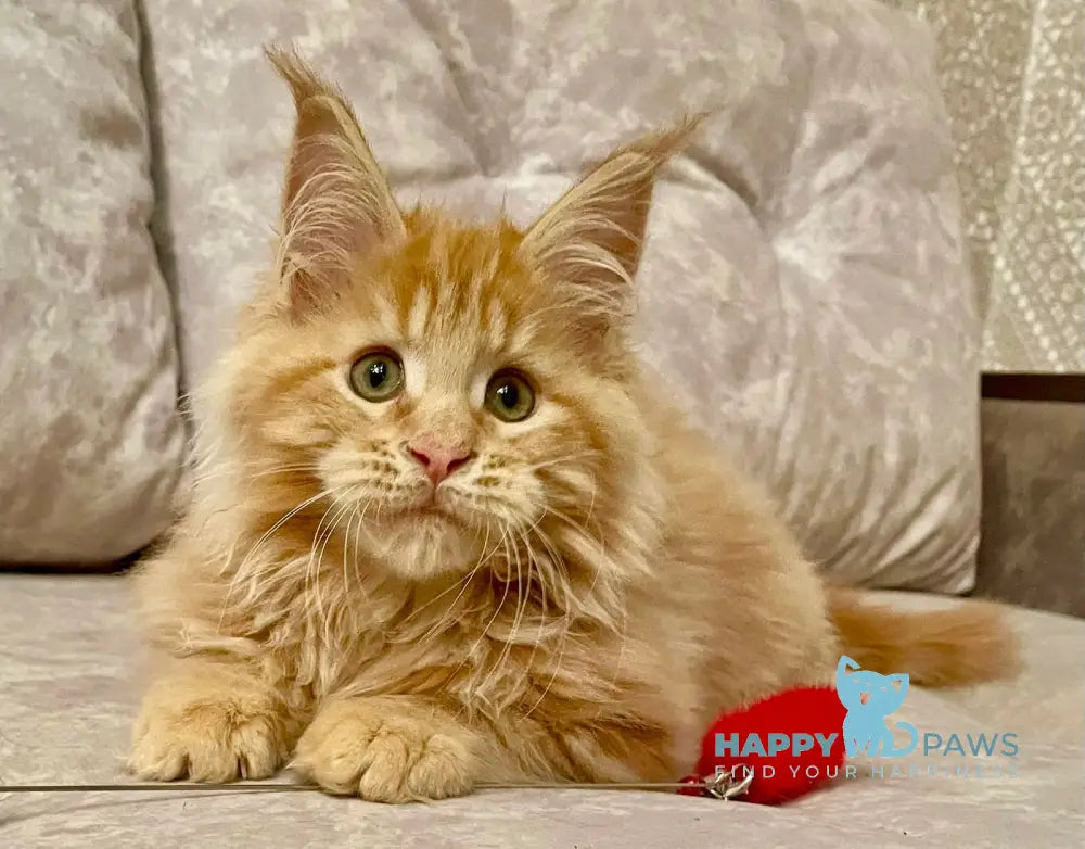 Onika Maine Coon Female Red Tabby Live Animals