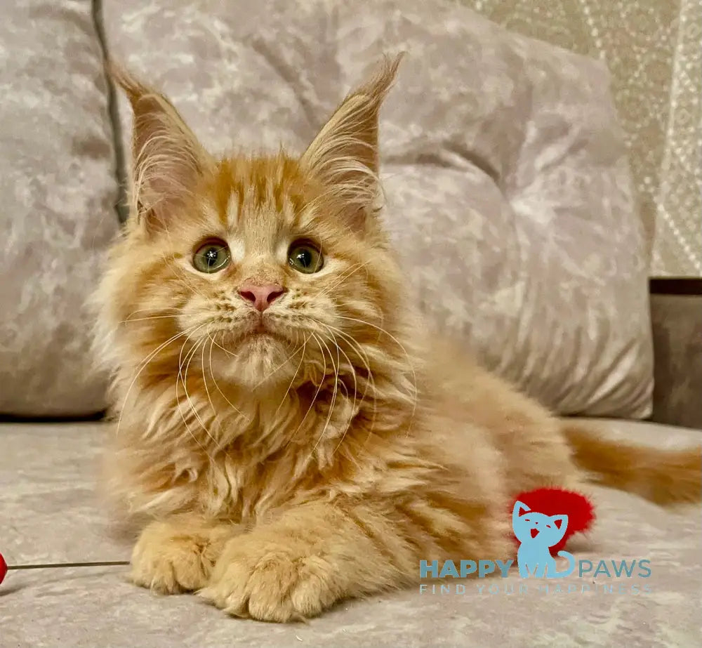 Onika Maine Coon Female Red Tabby Live Animals