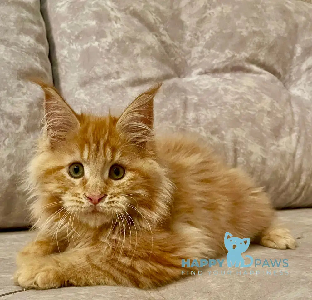 Onika Maine Coon Female Red Tabby Live Animals