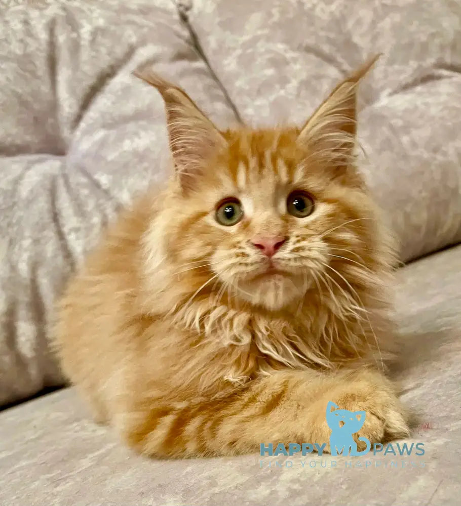 Onika Maine Coon Female Red Tabby Live Animals