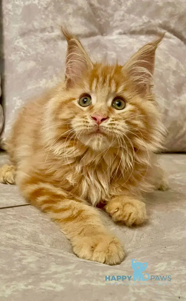 Onika Maine Coon Female Red Tabby Live Animals