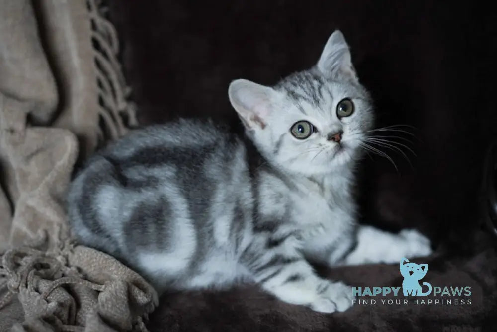 Onix Scottish Straight Male Black Silver Tabby Live Animals