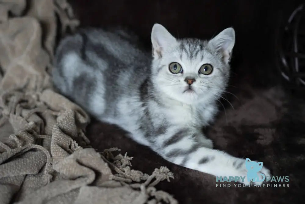 Onix Scottish Straight Male Black Silver Tabby Live Animals