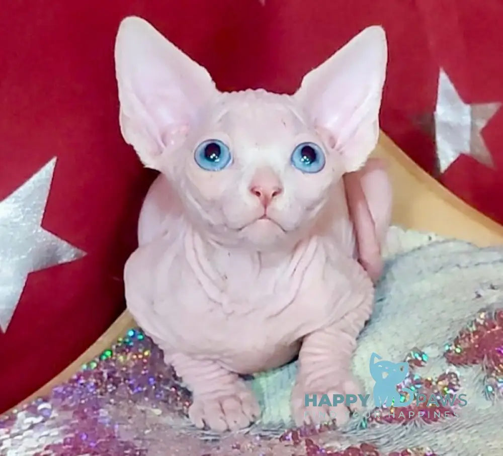 Ophelia Canadian Sphynx Female White Live Animals