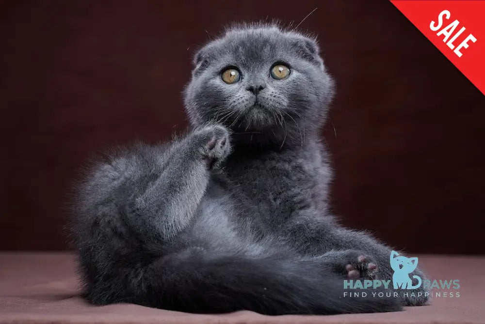 Oreh Scottish Fold Male Blue Live Animals