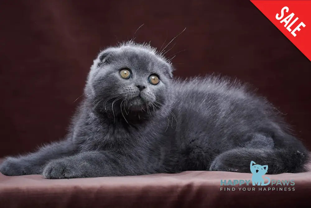 Oreh Scottish Fold Male Blue Live Animals