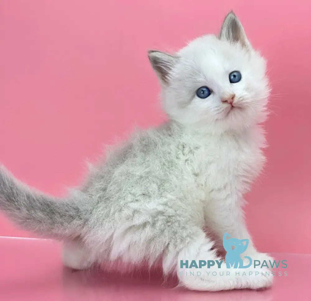 Orest Siberian Male Blue Tabby Pointed With White Live Animals