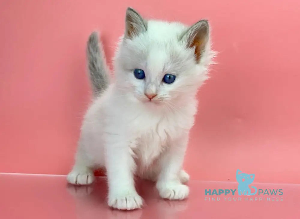 Orest Siberian Male Blue Tabby Pointed With White Live Animals