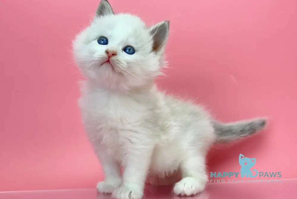 Orest Siberian Male Blue Tabby Pointed With White Live Animals