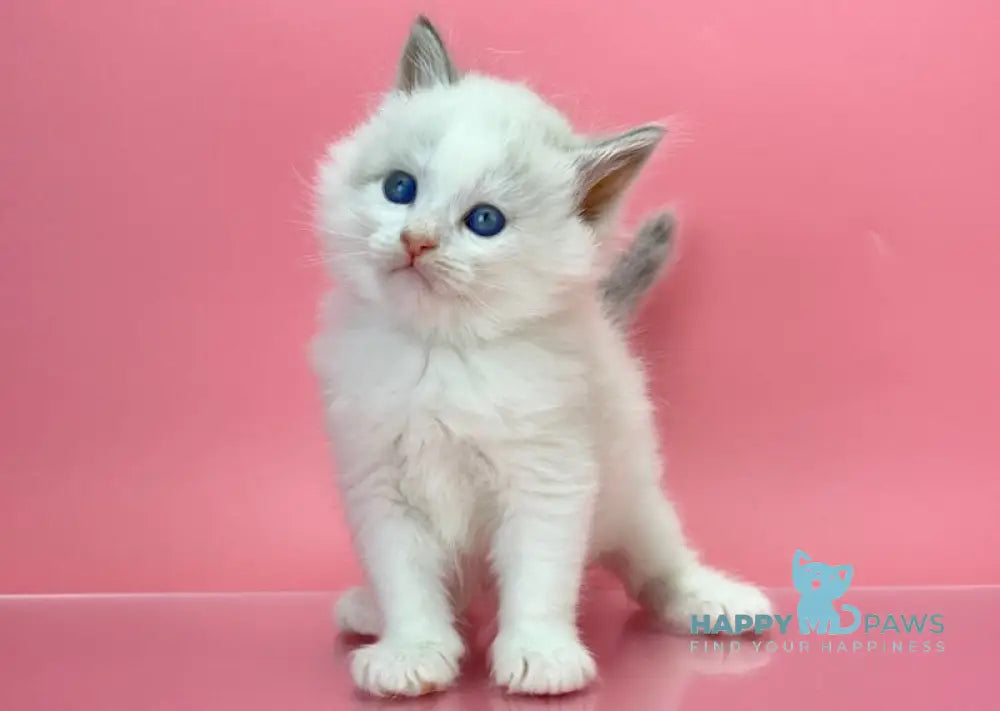 Orest Siberian Male Blue Tabby Pointed With White Live Animals