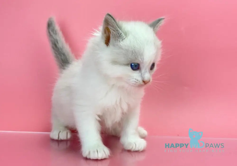 Orest Siberian Male Blue Tabby Pointed With White Live Animals