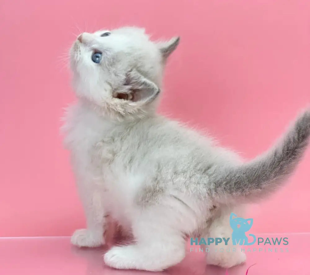 Orest Siberian Male Blue Tabby Pointed With White Live Animals