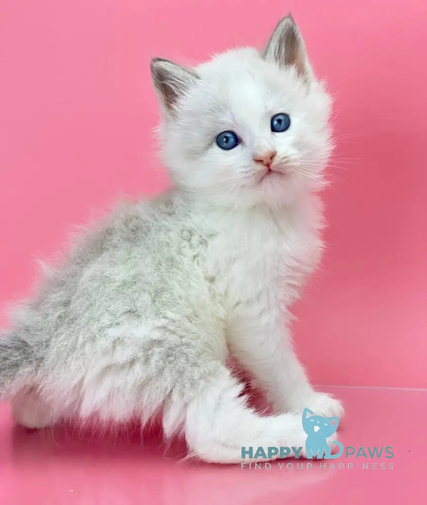 Orest Siberian Male Blue Tabby Pointed With White Live Animals