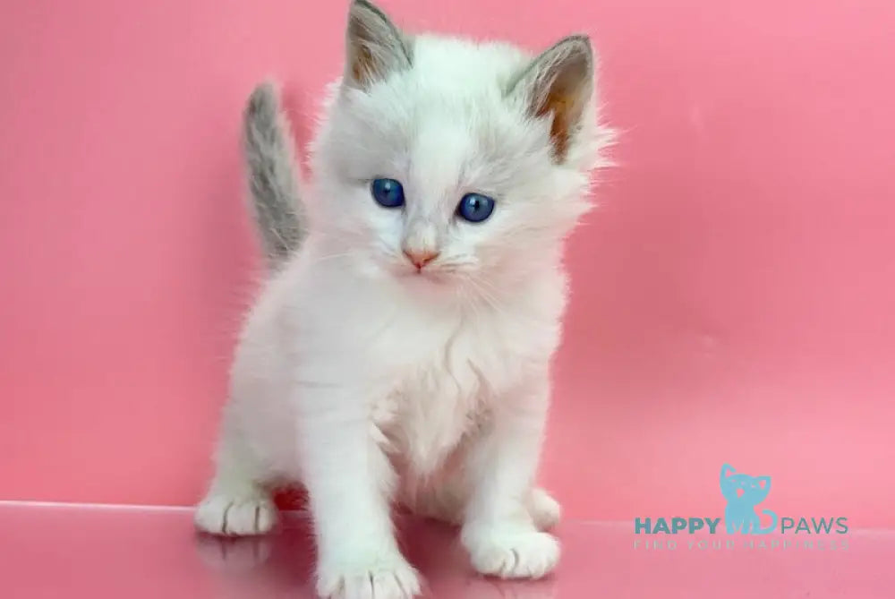 Orest Siberian Male Blue Tabby Pointed With White Live Animals