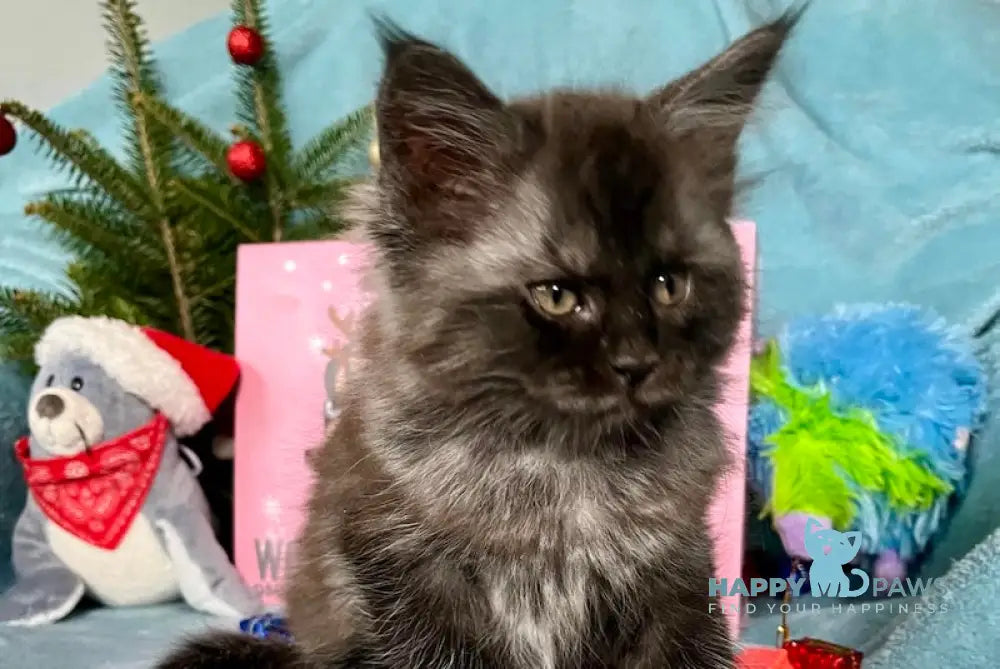 Oriana Maine Coon Female Black Smoke Live Animals