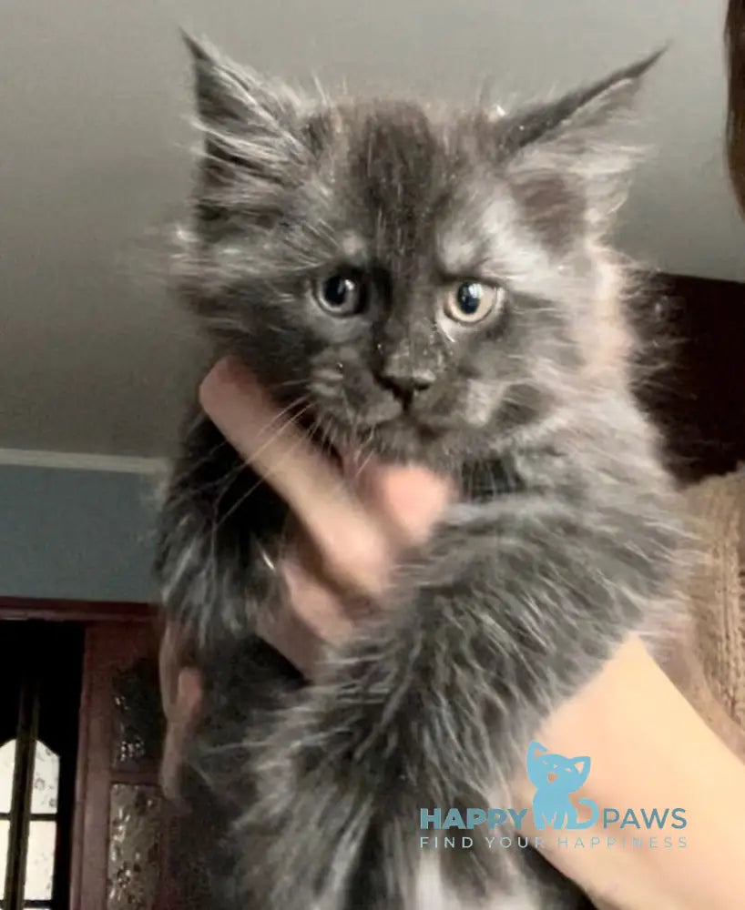 Oriana Maine Coon Female Black Smoke Live Animals