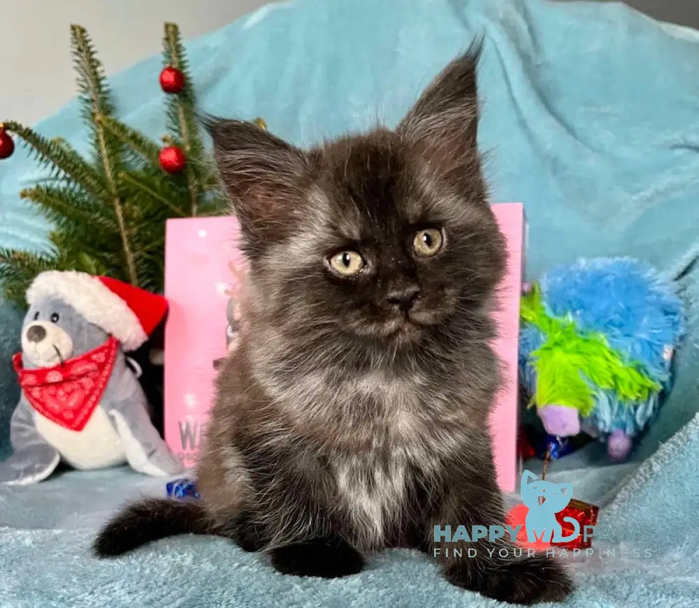 Oriana Maine Coon Female Black Smoke Live Animals