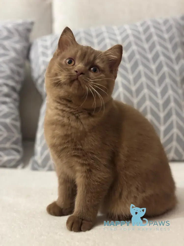 Orion British Shorthair Male Cinnamon Live Animals