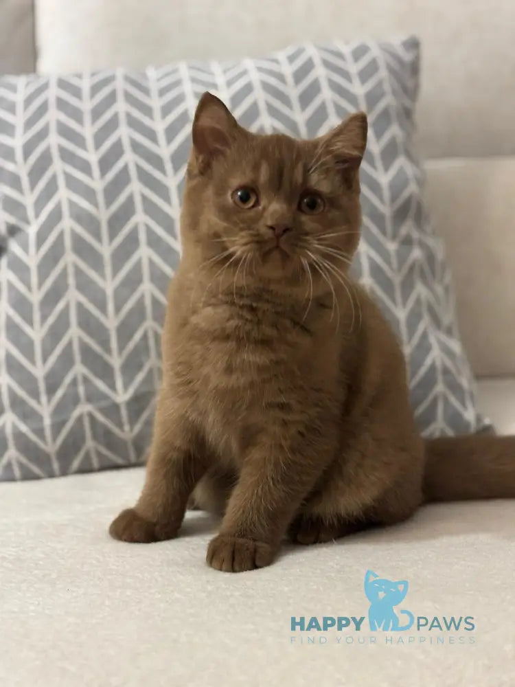 Orion British Shorthair Male Cinnamon Live Animals