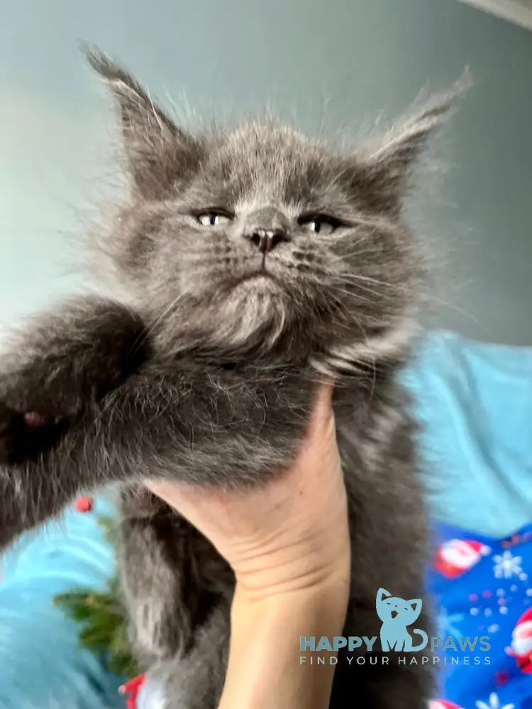 Ornella Maine Coon Female Blue Smoke Live Animals