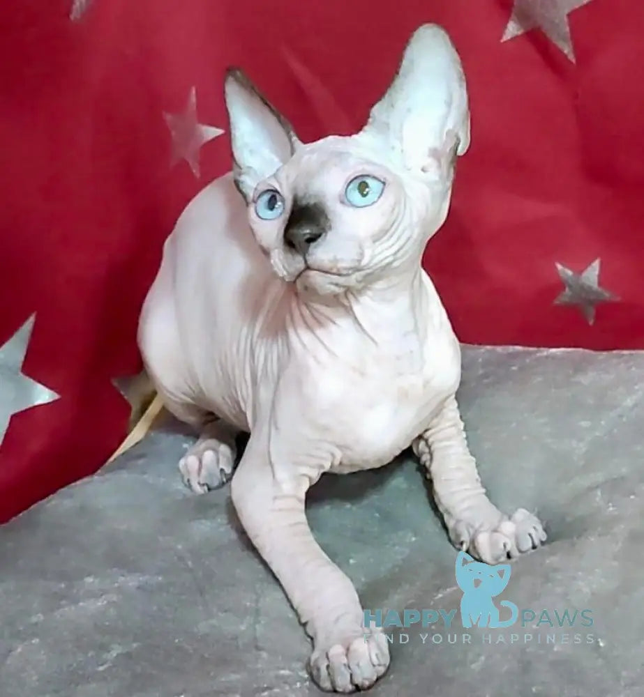 Oscar Canadian Sphynx Male Black Mink Live Animals