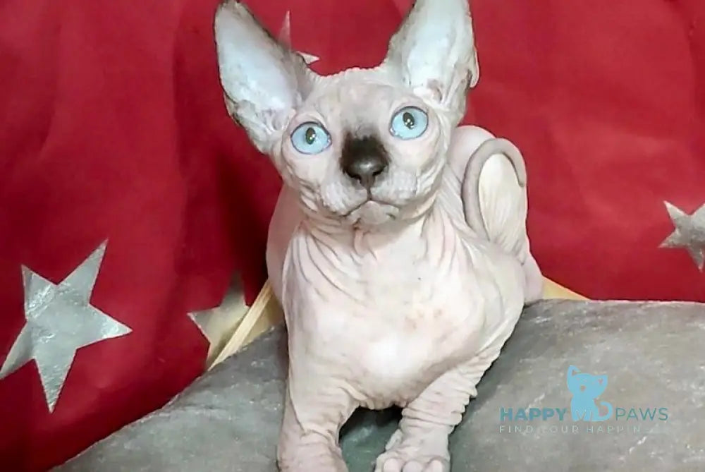 Oscar Canadian Sphynx male, black mink