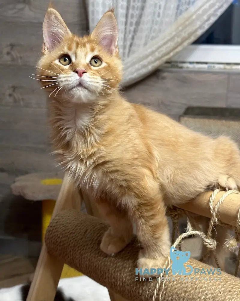 Oskar Maine Coon Male Red Spotted Tabby Live Animals