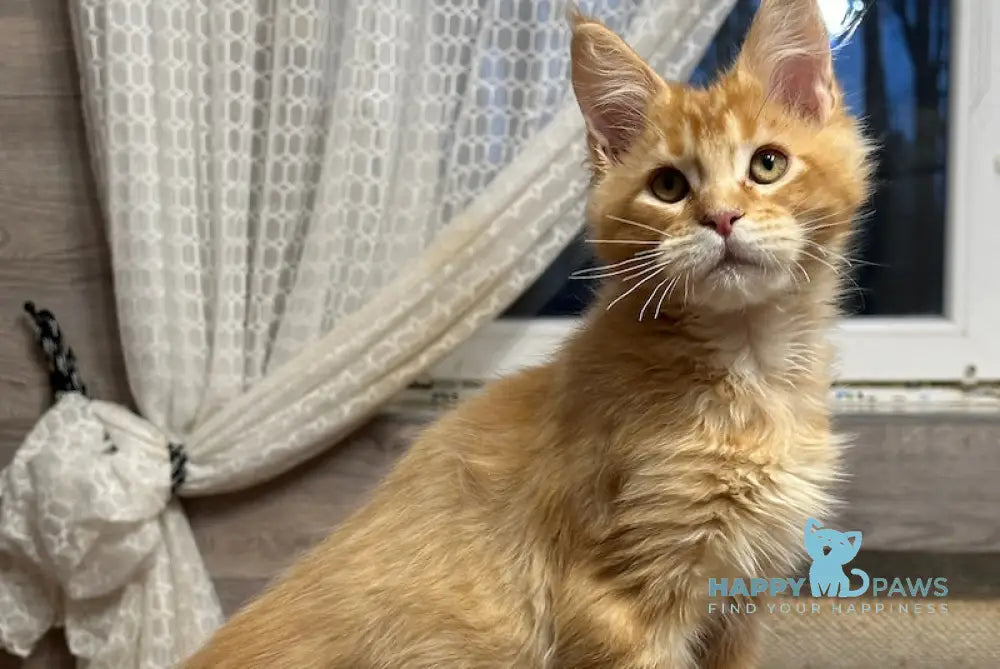 Oskar Maine Coon Male Red Spotted Tabby Live Animals