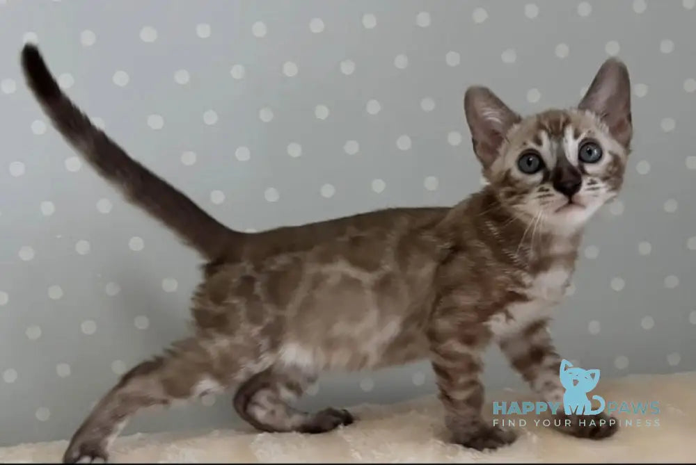 Osman Bengal Male Black Spotted Tabby Mink Live Animals