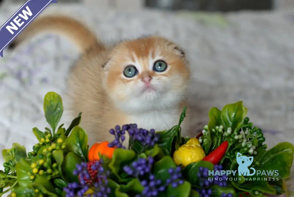 Ostap Scottish Fold Male Black Golden Shaded Live Animals