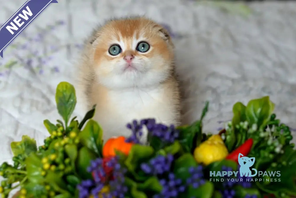 Ostap Scottish Fold Male Black Golden Shaded Live Animals