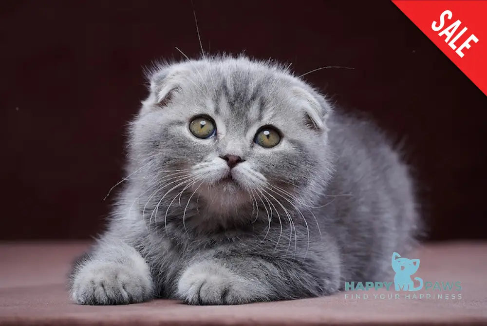 Ostap Scottish Fold Male Blue Silver Tabby Live Animals