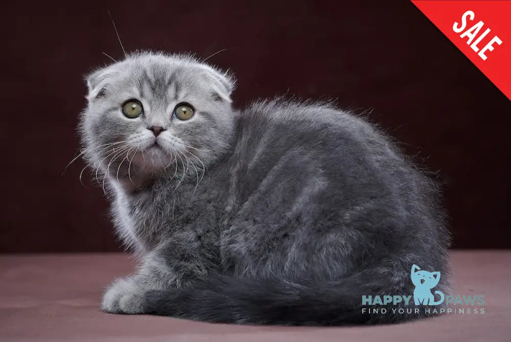 Ostap Scottish Fold Male Blue Silver Tabby Live Animals