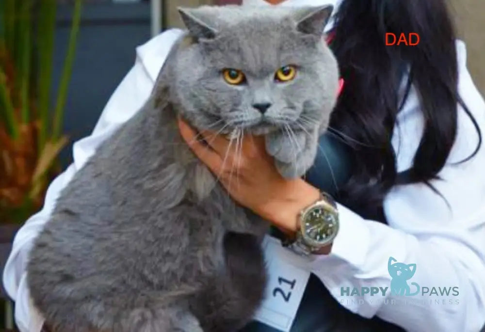 Ostin British Shorthair Male Blue Live Animals