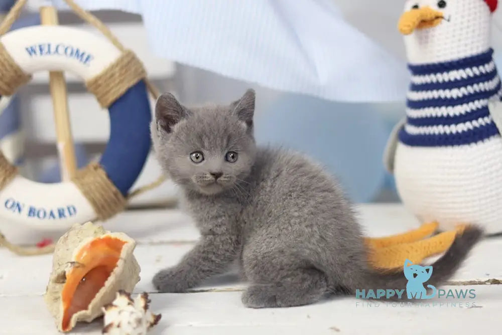 Ostin British Shorthair Male Blue Live Animals