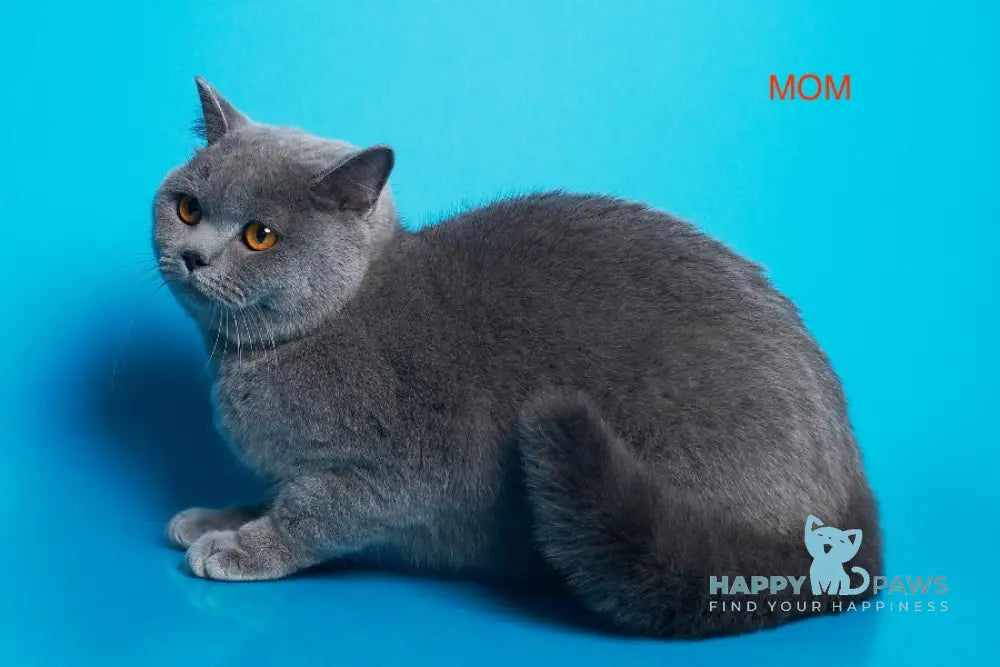 Ostin British Shorthair Male Blue Live Animals