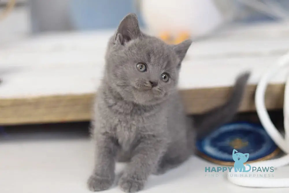 Ostin British Shorthair Male Blue Live Animals